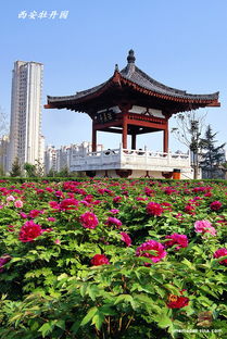 迷云障雾寻真色 西安牡丹园拍摄记